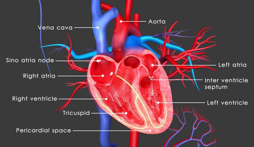 تصویر دریچه ها و بخش های مختلف قلب