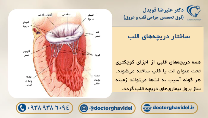 ساختار دریچه‌های قلب