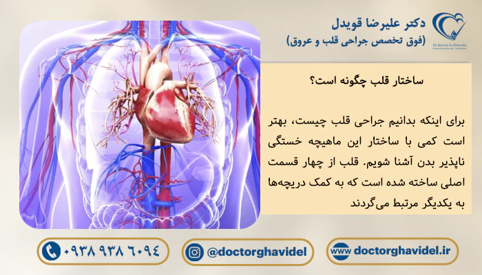 ساختار قلب چگونه است؟